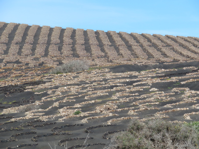 Spain Canary Islands: Lanzarote, La Geria; Montana Tinasoria , , Walkopedia