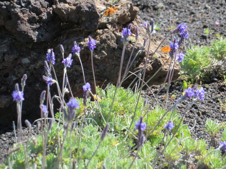 Spain Canary Islands: Lanzarote, Maguez Area  , , Walkopedia