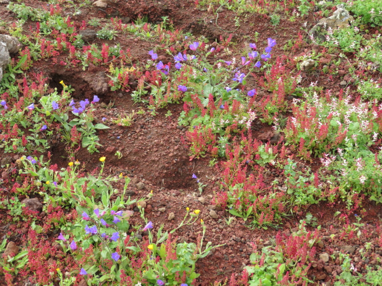 Spain Canary Islands: Lanzarote, Maguez Area  , , Walkopedia