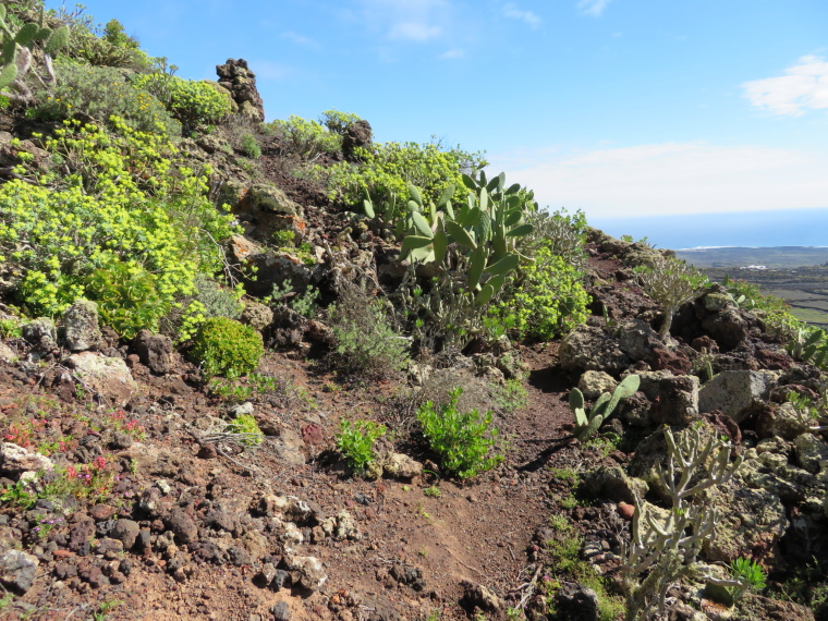 Spain Canary Islands: Lanzarote, Montana Corona ,  Vegetation on Corona flank, Walkopedia