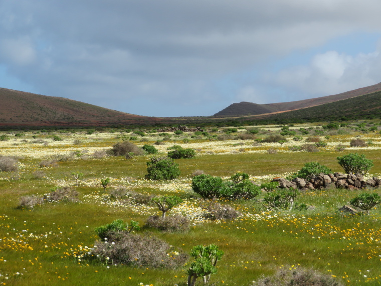 Spain Canary Islands: Lanzarote, Above Teguise , Flowery meadow, Walkopedia