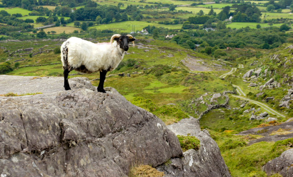 Ireland Kerry/Cork Beara Peninsula, Beara Way , A sheep on the Beara Way , Walkopedia