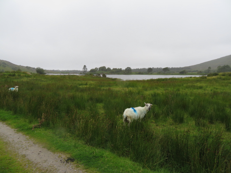 Ireland Kerry/Cork Beara Peninsula, Beara Way , , Walkopedia