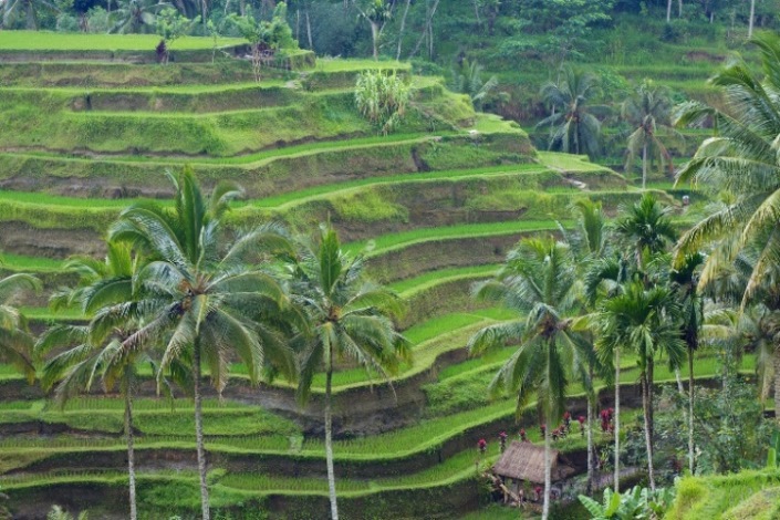 Tegallalang Rice Terraces - © flickr user- McKay Savage ... Rice Terraces: Tegallalang Rice Terraces - © flickr user- McKay Savage ...