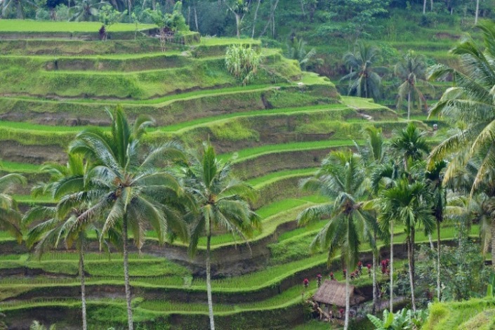 Indonesia Bali, Rice Terraces, Tegallalang Rice Terraces , Walkopedia