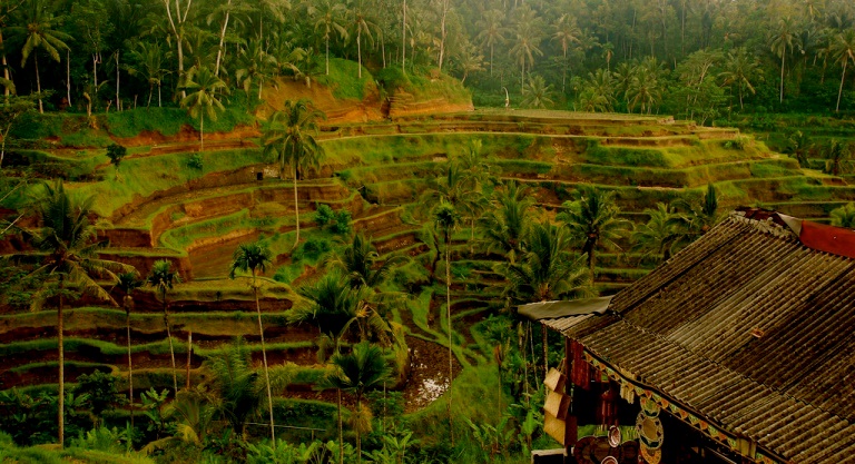 Indonesia Bali, Rice Terraces, , Walkopedia