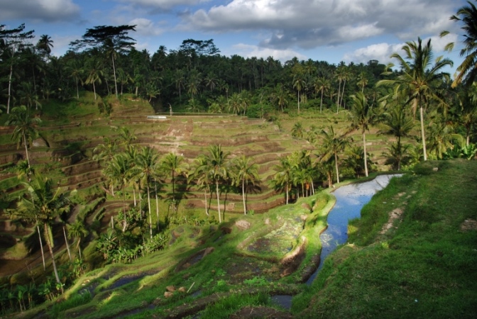 Indonesia Bali, Rice Terraces, , Walkopedia