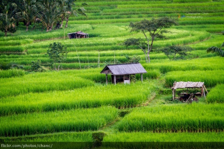 Indonesia Bali, Rice Terraces, , Walkopedia