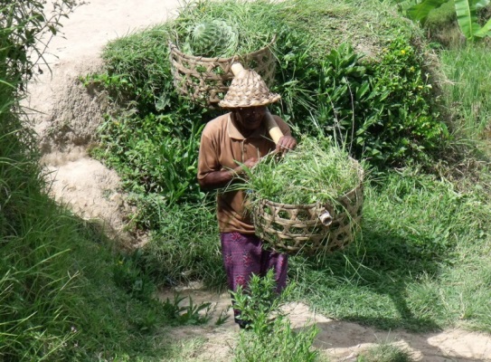 Indonesia Bali, Rice Terraces, , Walkopedia