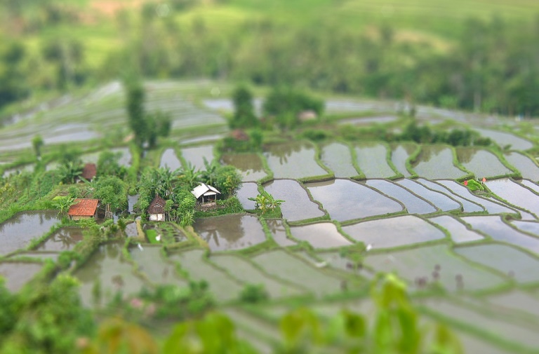 Indonesia Bali, Rice Terraces, , Walkopedia