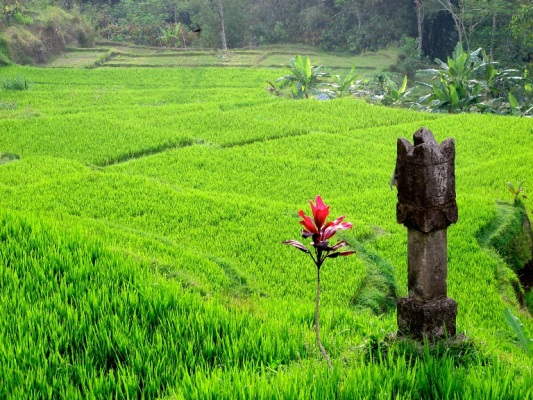 Indonesia Bali, Rice Terraces, , Walkopedia