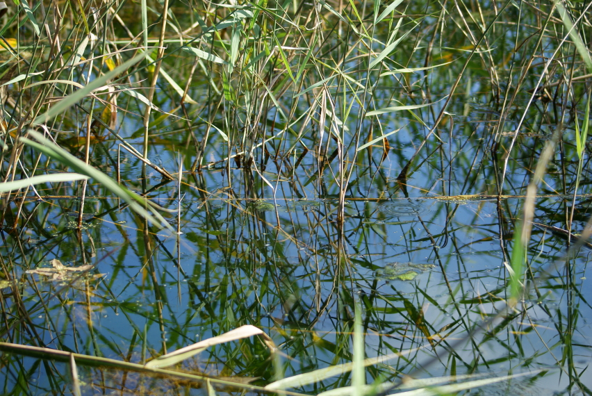 United Kingdom England South, Winnall Moors, , Walkopedia