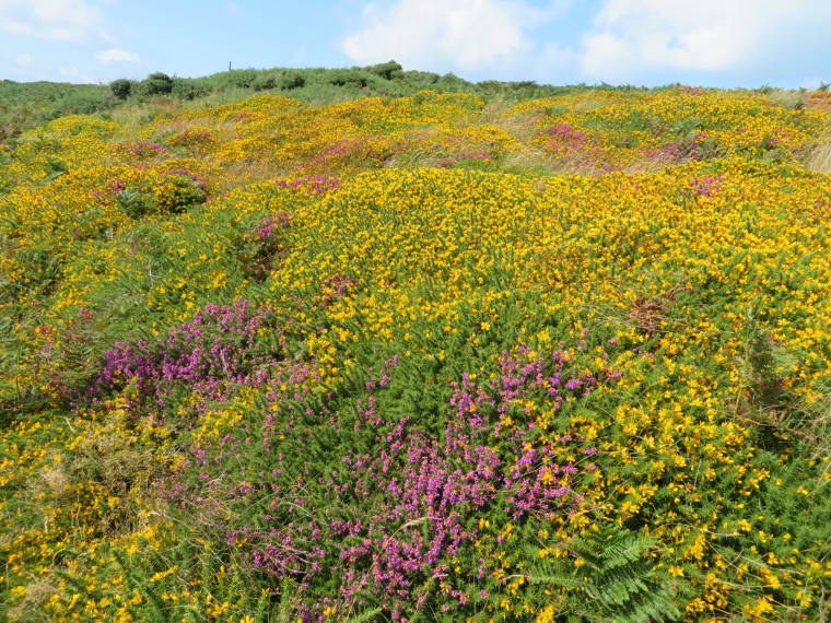 United Kingdom England South-west, Lundy Island, Colour riot, early August, Walkopedia
