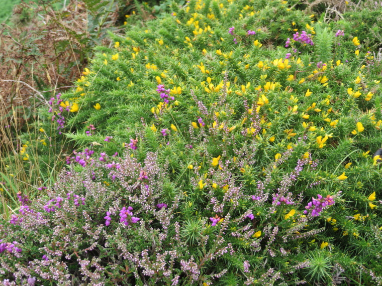 United Kingdom England South-west, Lundy Island, Colours, early August, Walkopedia