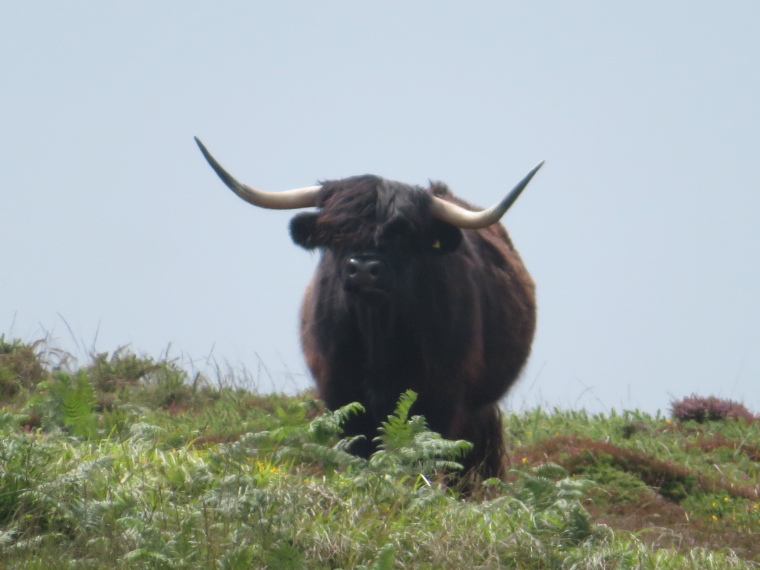 United Kingdom England South-west, Lundy Island, , Walkopedia