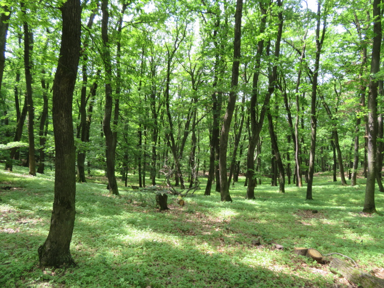 Romania Transylvania, Transylvania, Forest above Copsa Mare, Walkopedia