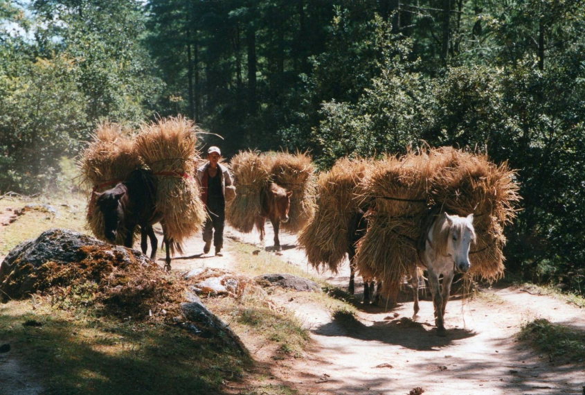 Bhutan, Jomolhari trek, Jomolhari Trek, Walkopedia