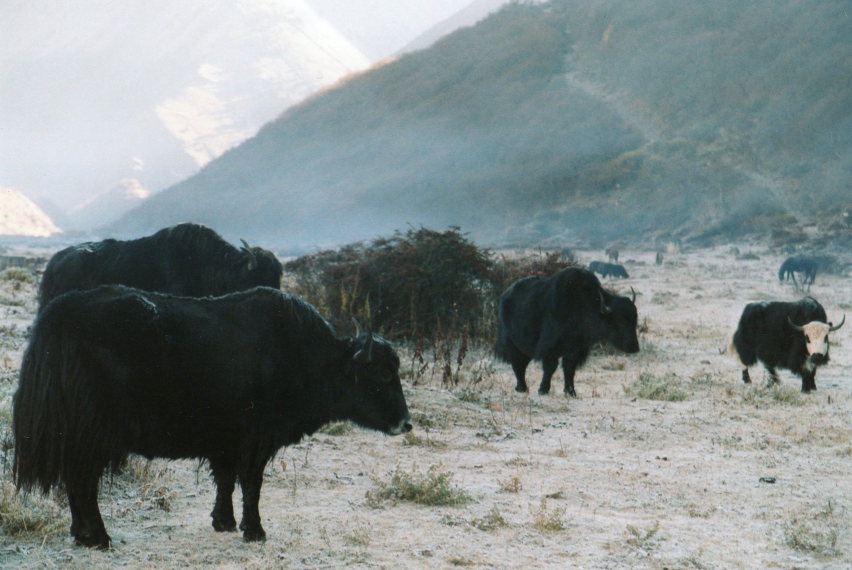 Bhutan, Jomolhari trek, Jomolhari Trek, Walkopedia