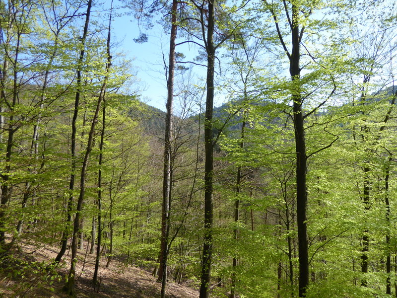 France Vosges Massif, GR 53, Beech forest between Obersteinbach and Windstein, Walkopedia