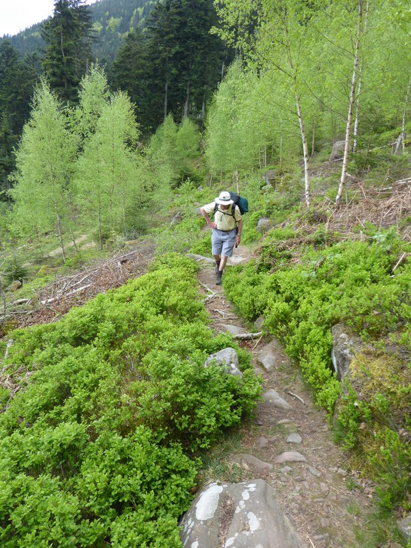 France Vosges Massif, GR 53, Path to Porte de Pierre , Walkopedia