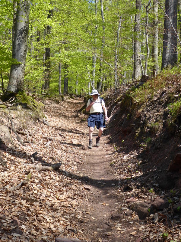 France Vosges Massif, GR 53, Sunken path near le Grand Arnsbourg , Walkopedia