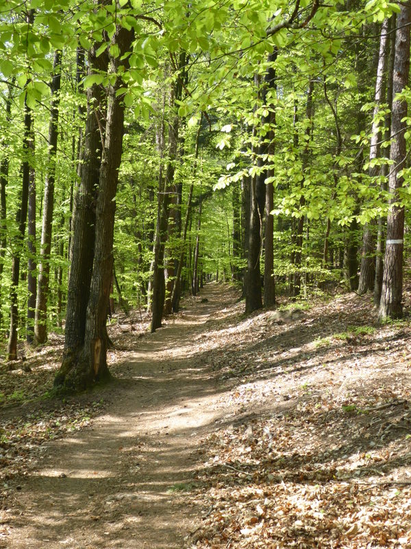 France Vosges Massif, GR 53, Path in forest near St Gall , Walkopedia