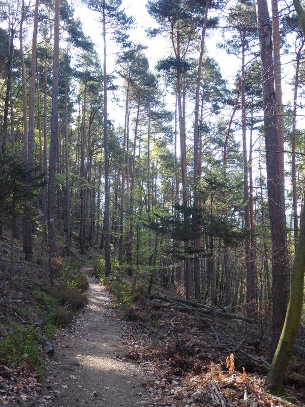 France Vosges Massif, GR 53, The forest outside Obersteinbach , Walkopedia