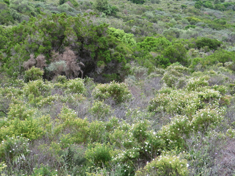 France Corsica: North-west, Capu Rossu , , Walkopedia