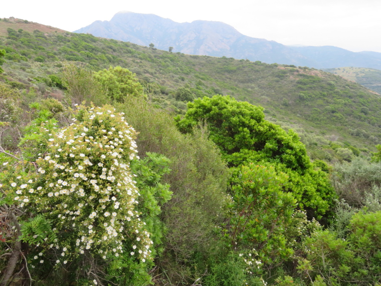 France Corsica: North-west, Capu Rossu , , Walkopedia