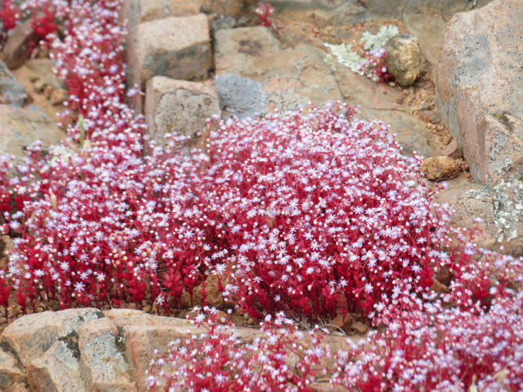 France Corsica: North-west, Capu Rossu , , Walkopedia