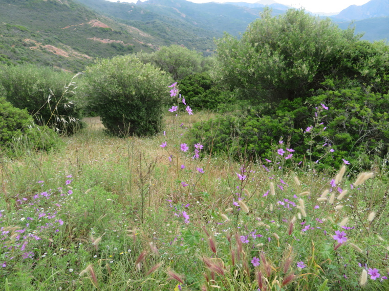 France Corsica: North-west, Capu Rossu , , Walkopedia