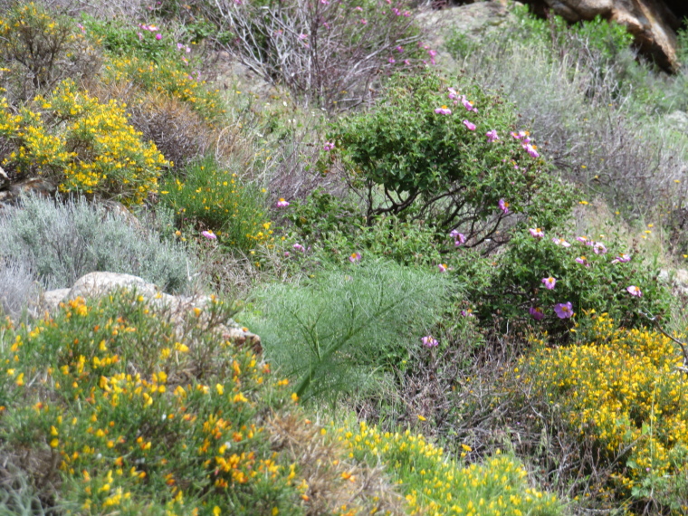 France Corsica: Northern Highlands, Scala di Santa Regina , , Walkopedia