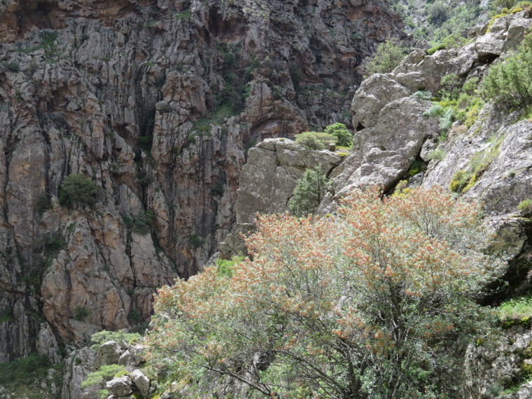 France Corsica: Northern Highlands, Scala di Santa Regina , , Walkopedia