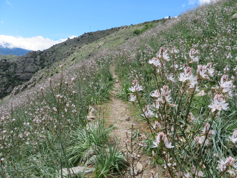 France Corsica: Northern Highlands, Scala di Santa Regina , , Walkopedia