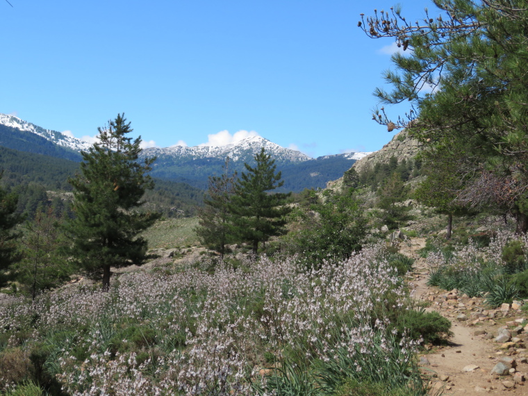 France Corsica: Northern Highlands, Calacuccia to Col de Vergio , , Walkopedia