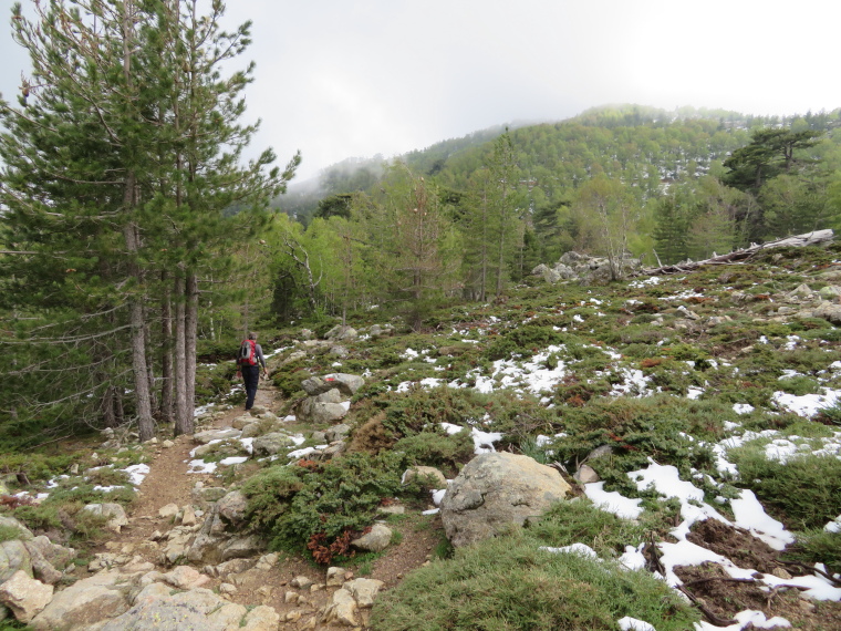 France Corsica: Northern Highlands, Calacuccia to Col de Vergio , , Walkopedia