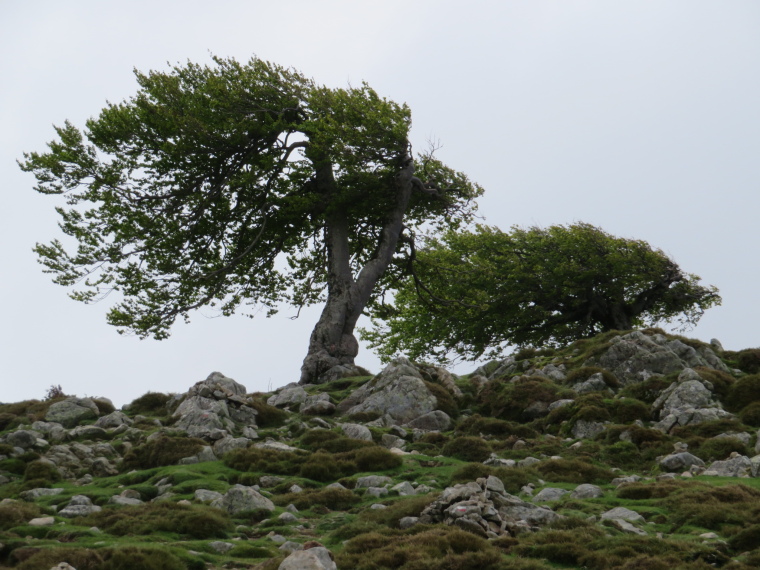 France Corsica: Northern Highlands, Around Col de Vergio , Famous contorted trees, Walkopedia