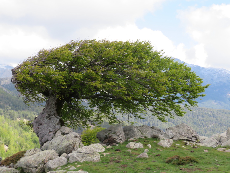 France Corsica: Northern Highlands, Around Col de Vergio , Contorted trees, Walkopedia