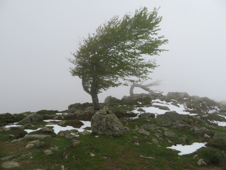 France Corsica: Northern Highlands, Around Col de Vergio , Contorted tree, Walkopedia