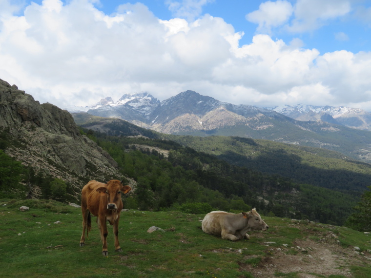 France Corsica: Northern Highlands, Around Col de Vergio , Back at Bocca Manuella, Walkopedia