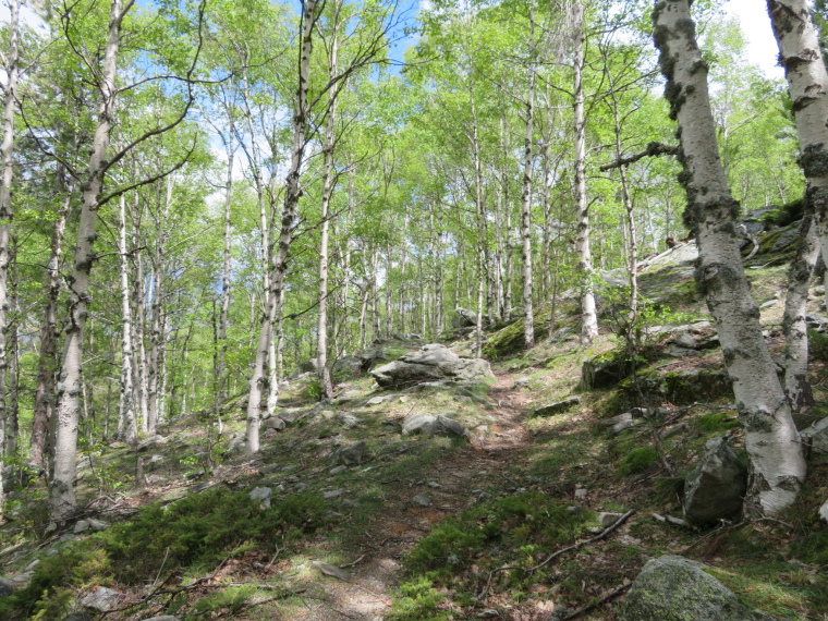 France Corsica: Northern Highlands, Around Col de Vergio , , Walkopedia