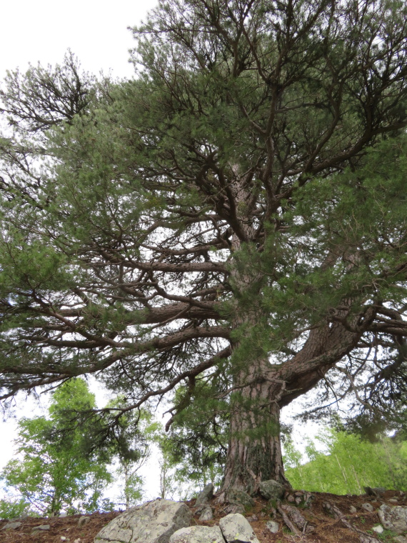 France Corsica: Northern Highlands, Around Col de Vergio , , Walkopedia