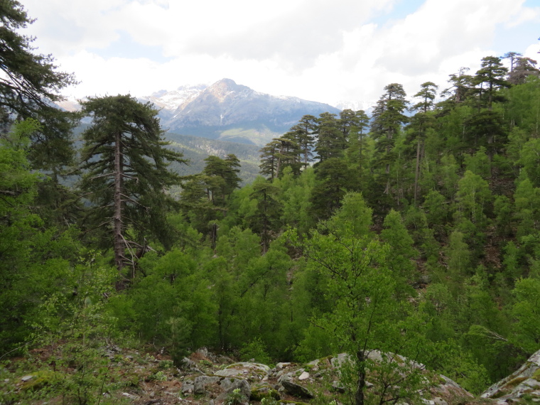 France Corsica: Northern Highlands, Around Col de Vergio , , Walkopedia