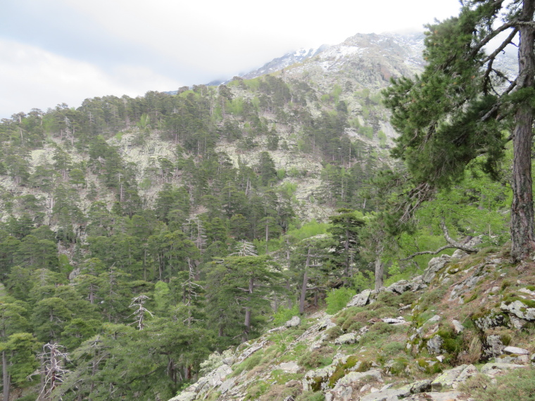 France Corsica: Northern Highlands, Around Col de Vergio , , Walkopedia