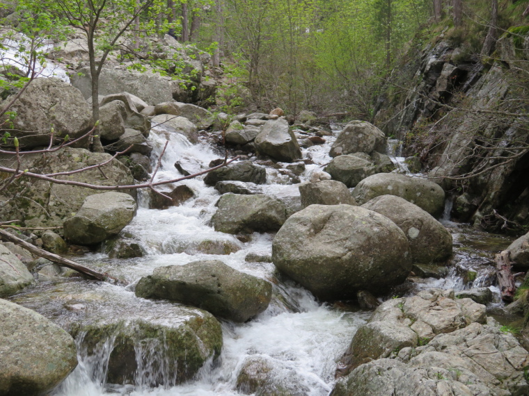 France Corsica: Northern Highlands, Around Col de Vergio , , Walkopedia