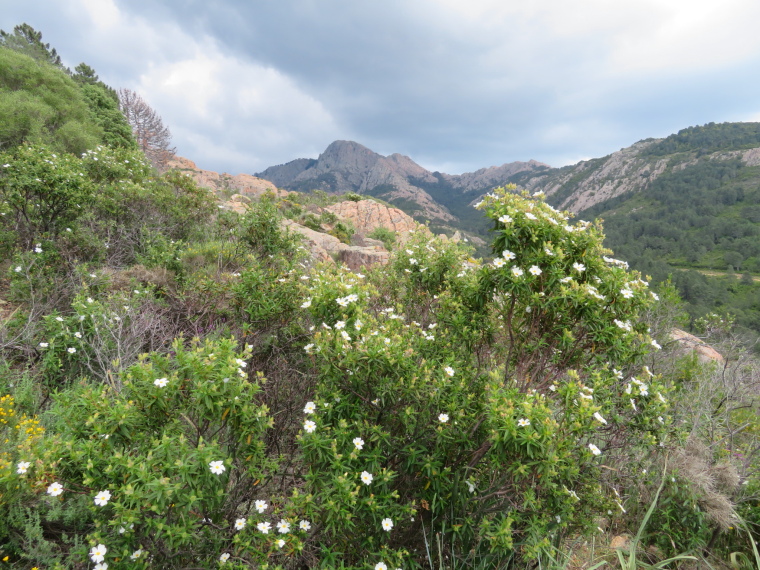 France Corsica: North-west, The Calanche  , Maquis, high Calanche plateau, Walkopedia