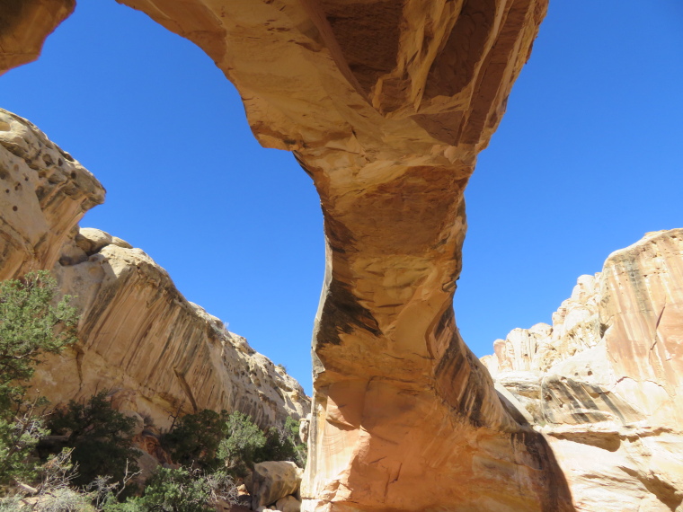 USA SW: Capitol Reef, Capitol Reef , Hickman Bridge, Walkopedia