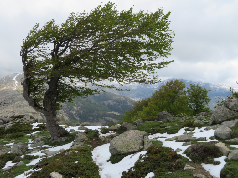 France Corsica: Northern Highlands, Col de Vergio to Lac de Nino, , Walkopedia