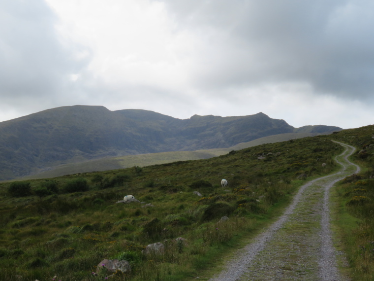 Ireland Kerry Dingle Peninsula, Across Northern Mt Brandon Ridge, Mt Brandon from Dingle Way, Walkopedia