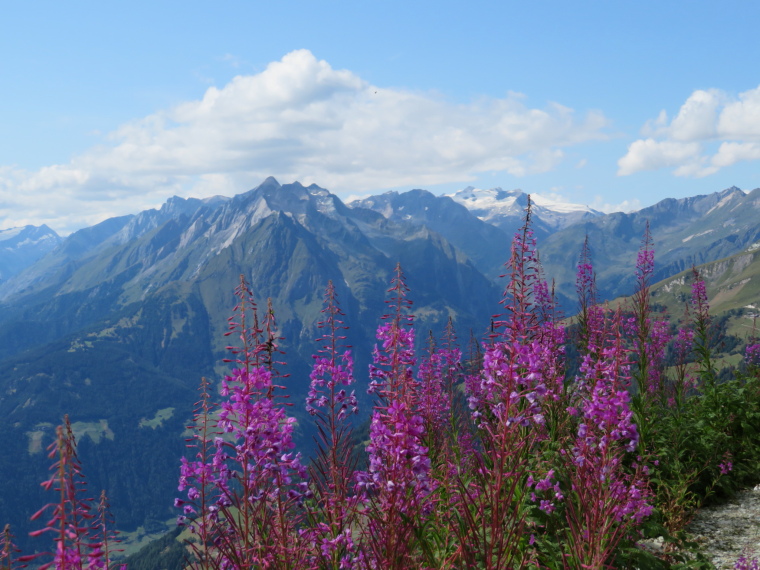 Austria Hohe Tauern, Granatspitze Ridge, Flowers with Gorssvenediger from Panoramaweg, Walkopedia